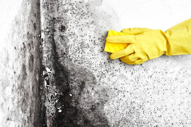 Best Black Mold Remediation in Hudson, FL
