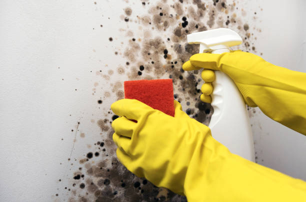 Best Residential Mold Remediation in Hudson, FL