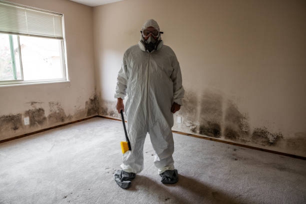Best DIY Mold Remediation Support Services in Hudson, FL